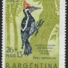 Carpintero Listado Mancha Blanca - Año 1969 - Aves Argentinas