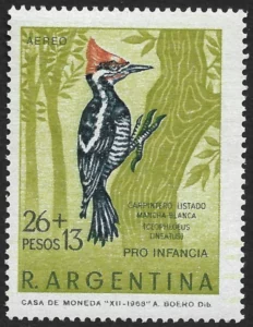 Picchio rosso maculato - Anno 1969 - Uccelli argentini